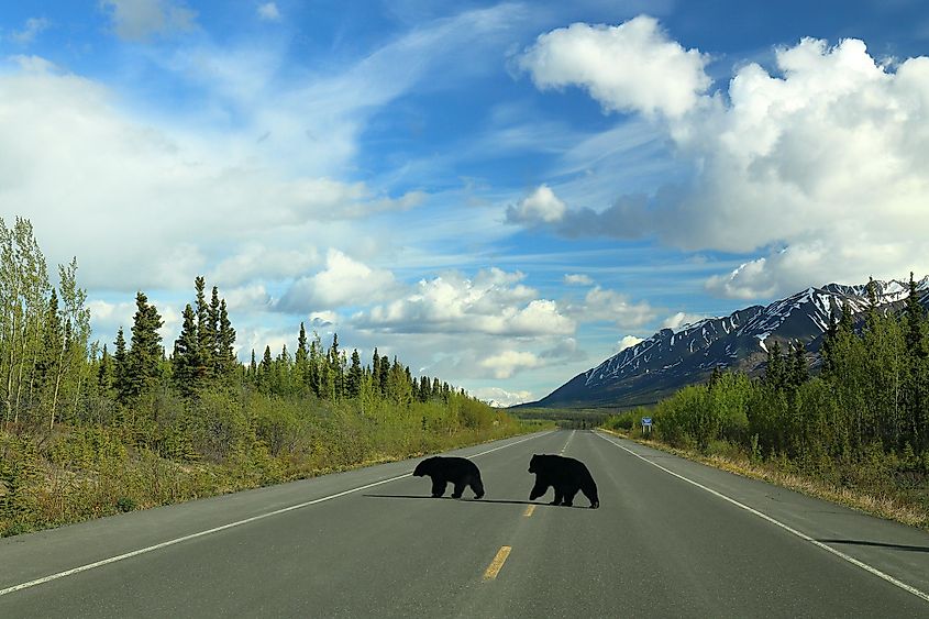 Black Bears crossing a remote highway in Canada. Haines Highway, Kluane National Park