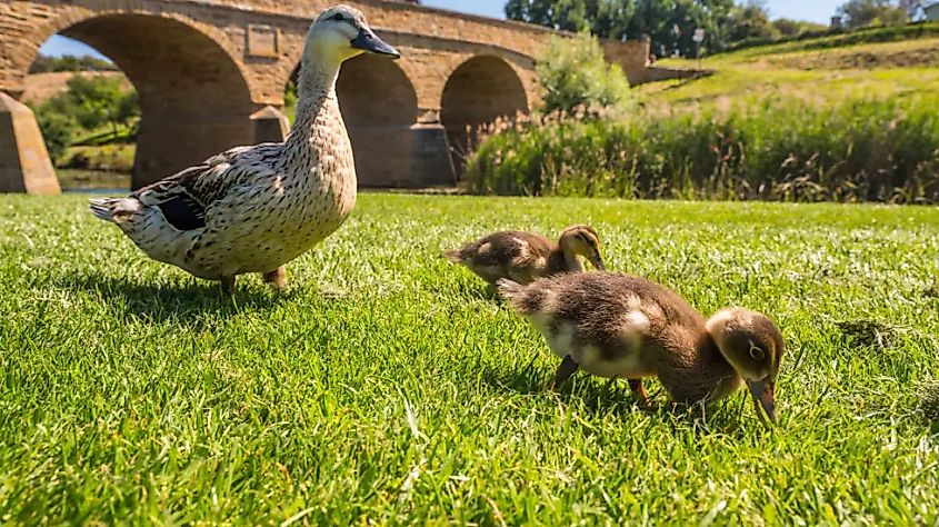 Ducks at Richmond Bridge in Tasmania. Image: Alastair Bett