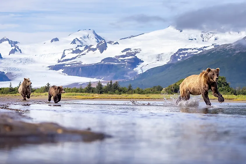 A coastal brown bear and cubs at Hallo Bay below snowy peaks in Katmai National Park and Preserve, Alaska