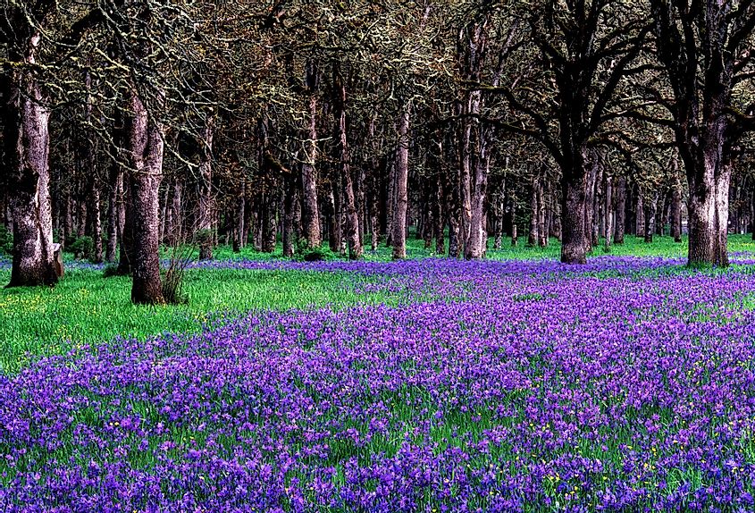 The camas fields at Bush's Pasture Park blooming in the lower oak grove
