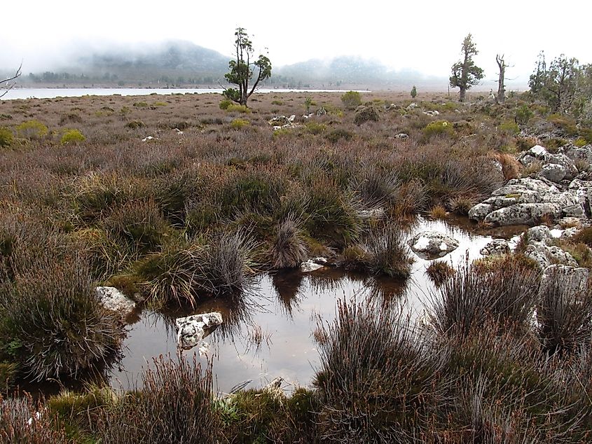 Pencil pines and marsh lands, Central Plateau Conservation Area, Miena, Tasmania