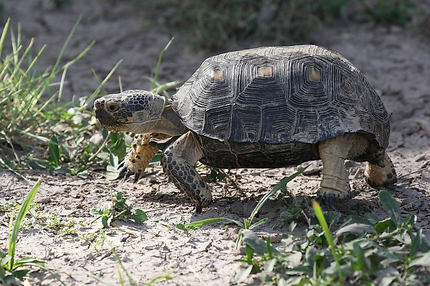 The Texas tortoise walking on the ground.