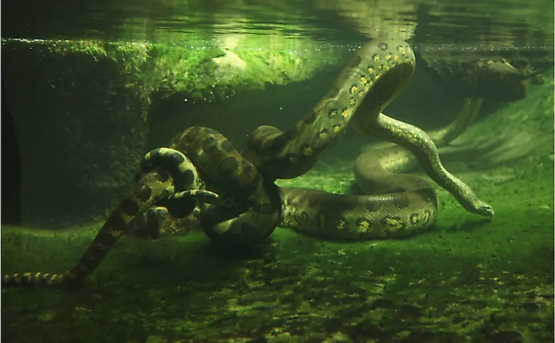 8 Interesting Facts About Green Anacondas - WorldAtlas