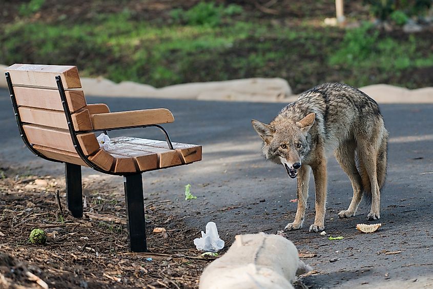 A coyote eating leftovers in an urban area.