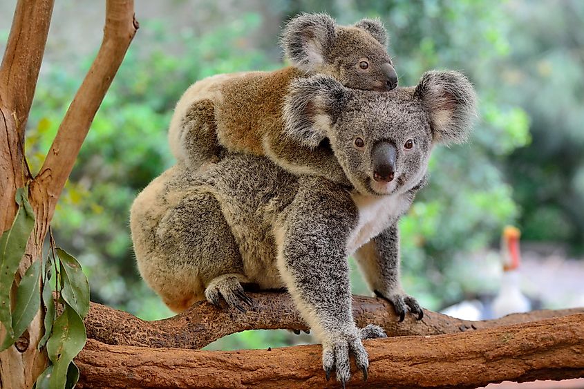 The Slowest Moving Animals in the World - WorldAtlas The Slowest Moving Animals in the World - WorldAtlas