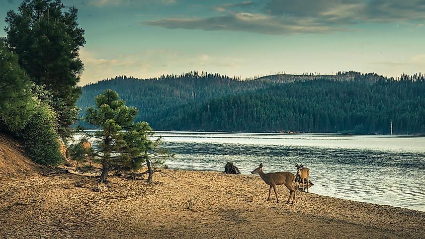  Chester, California: A deer lakeside at Butt Valley Reservoir.