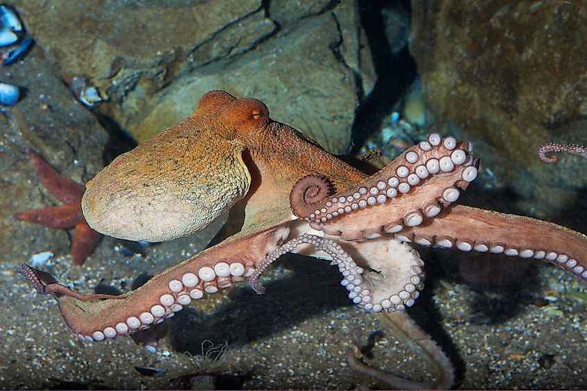 The giant Pacific octopus (Enteroctopus dofleini).