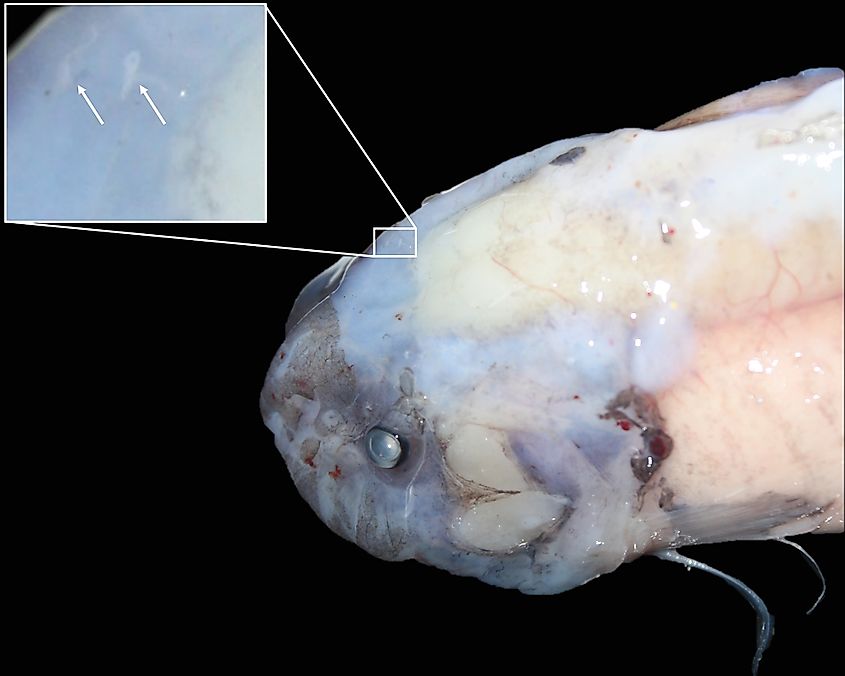 Freshly Caught Mariana Snailfish