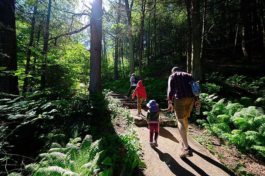 Family walking along a forest trail at Kent Falls State Park in Connecticut, with tall trees, ferns, and sunlight filtering through the woods.
