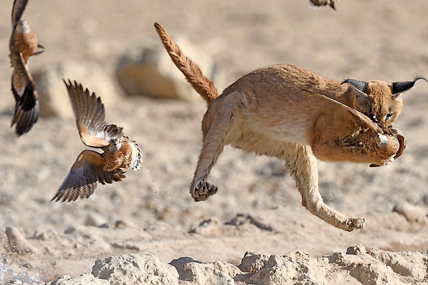 Animals Of The Kalahari Desert - WorldAtlas Animals Of The Kalahari Desert - WorldAtlas