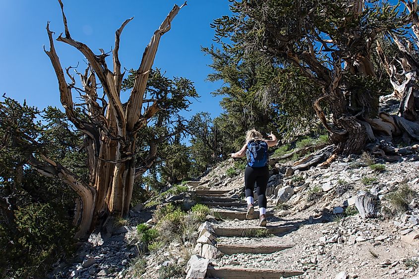 A trail through the Ancient Bristlecone Pine Forest.