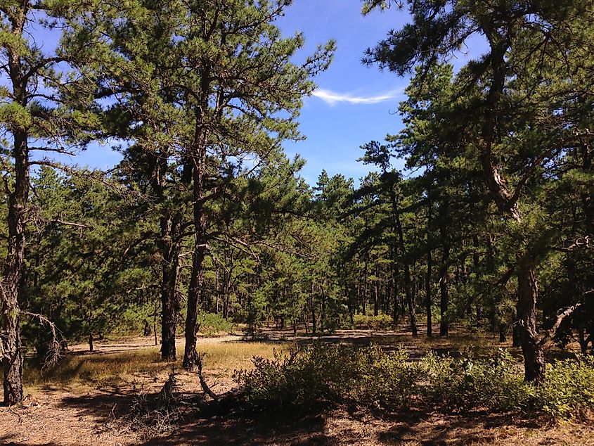Wharton State Forest