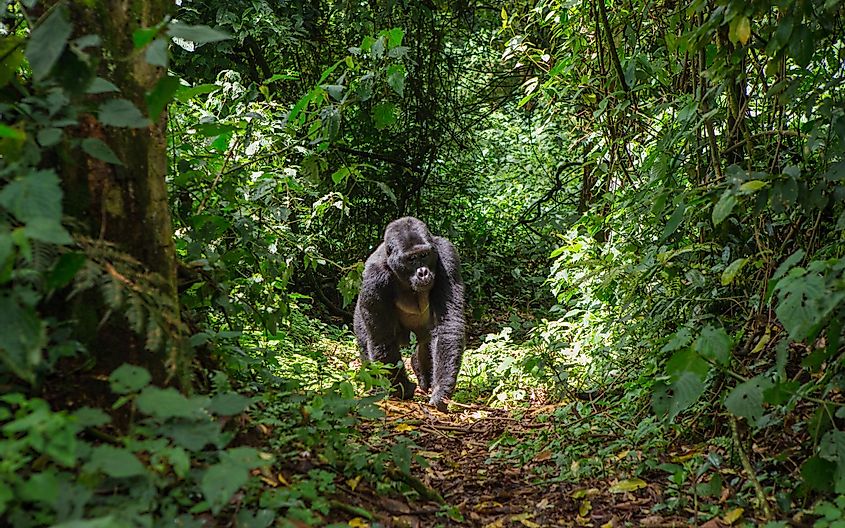 A gorilla in the Congo rainforest in Africa, a region that experiences the tropical rainforest climate.