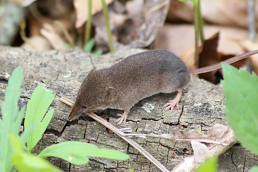 Sorex cinereus, the Cinereus shrew, of which the Pribilof Island shrew is closest morphologically.