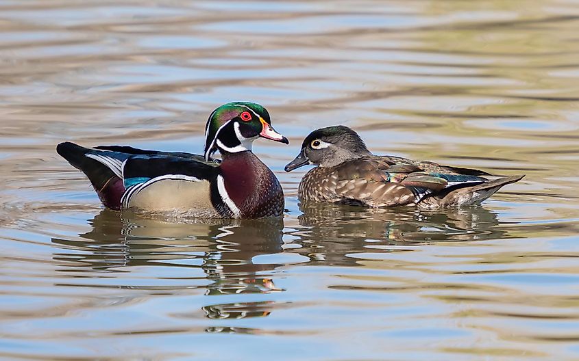 A male and female wood duck.