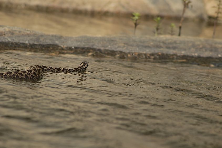 An Eastern Massasauga Rattlesnake from Ontario, Canada.