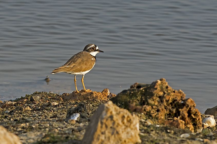 Plover in Jaffna Peninsula