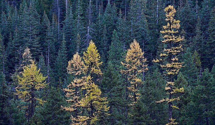 Western larch (larix occidentalis) in the fall, mount hood national forest, oregon, united states of america, north america