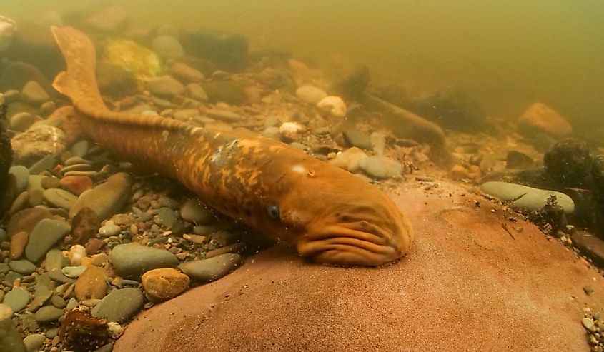 Sea lamprey making a nest in the river to lay eggs.