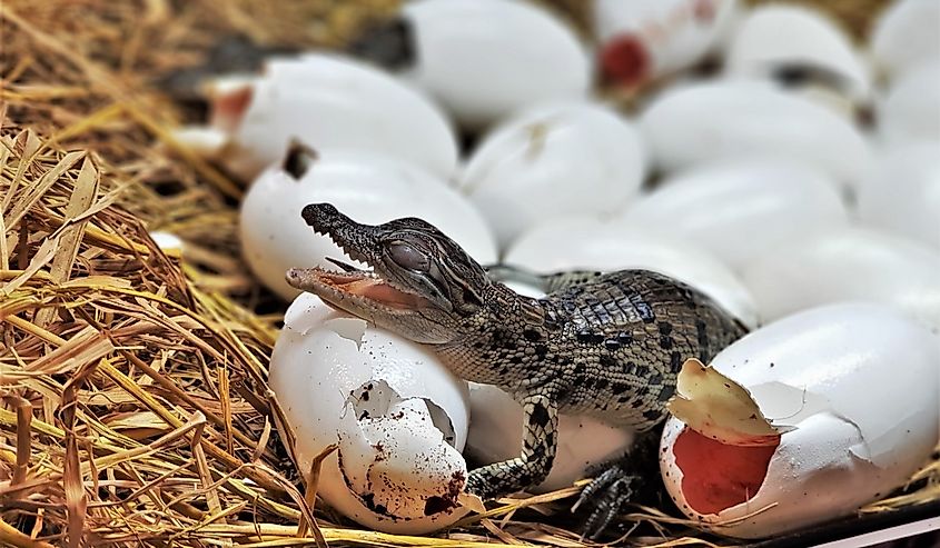 Newborn freshwater crocodile or crocodile baby are hatching, poke their head out of the egg in hatchery room at crocodile farm. Johnstone's crocodile (Crocodylus johnsoni) 