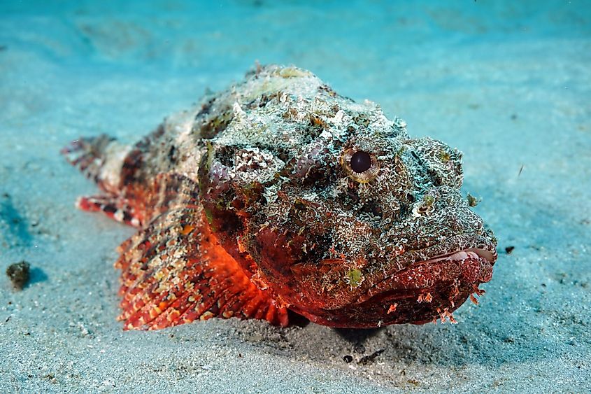 Stonefish in the sand (Credit: Matt9122 via Shutterstock)