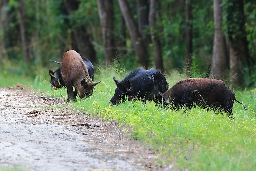 Feral hogs graze along a hiking trail in the Richland Creek wildlife management area in Texas. 