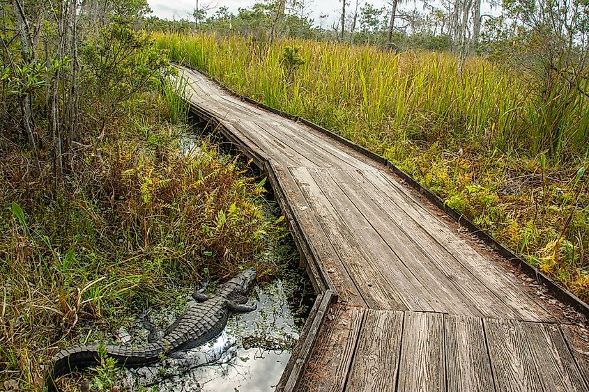 Alligator next to boardwalk trail through the Barataria Preserve.