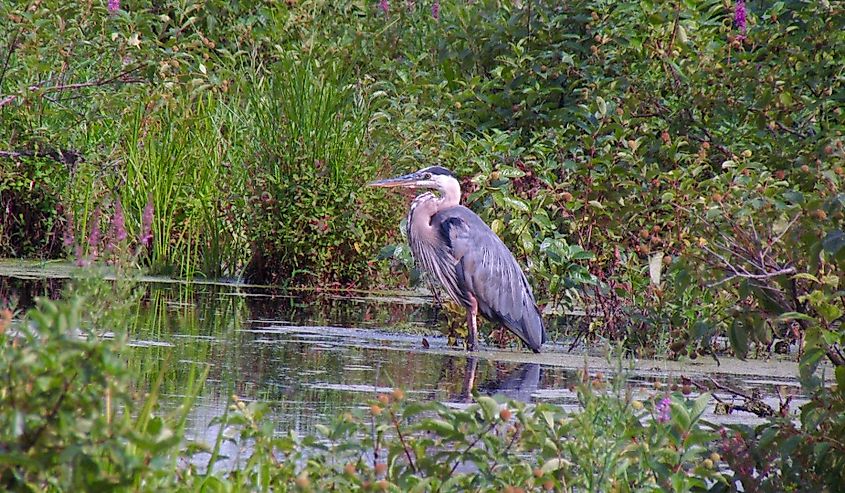 Grey heron at Assabet River National Wildlife Refuge in Sudbury, Massachusetts