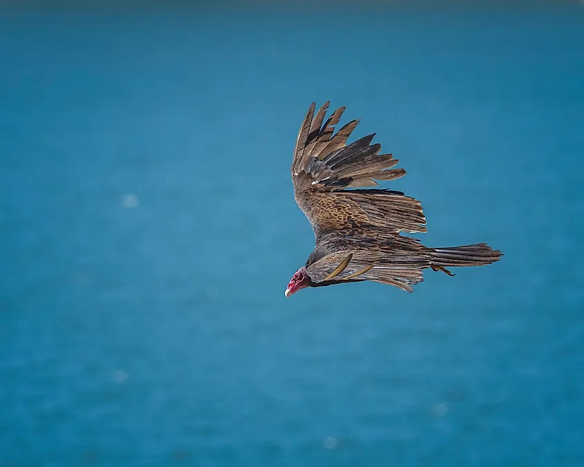 A Turkey Vulture