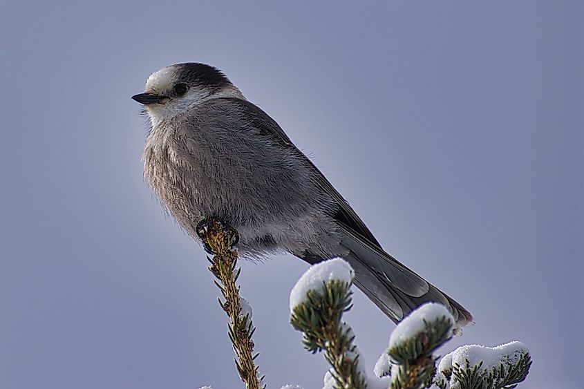 Johnston canyon bird