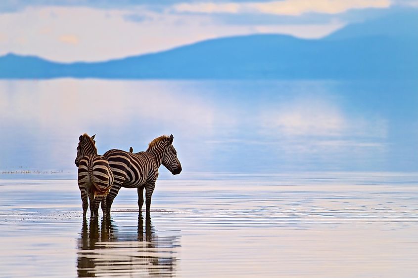 Two zebras wading into Lake Manyara. 