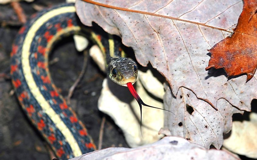 This red-sided garter snake was found in some leaf litter on a late fall day.