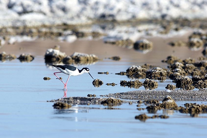 Black-necked Stilt hunts a meal in California's Salton Sea
