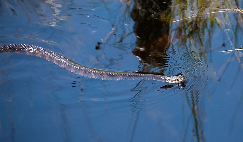 Banded water snake in the Okefenokee Swamp in Georgia.