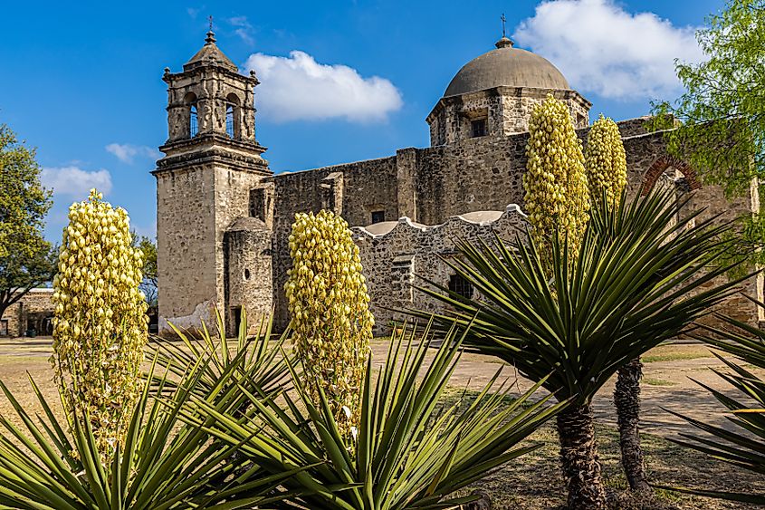 Blooming Yucca Cactus and The Mission San José, San Antonio Missions National Historical Park, San Antonio, Texas, USA