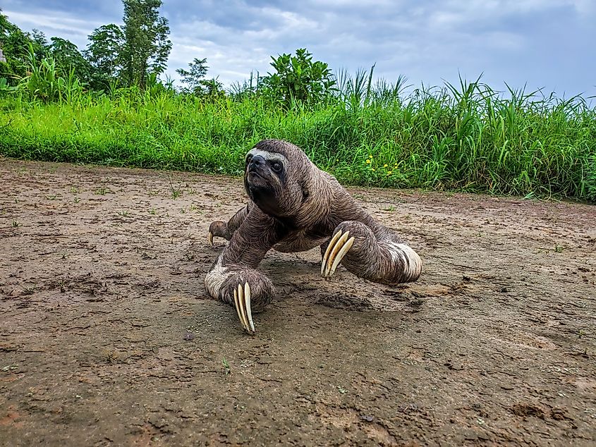 A sloth crawling on the ground in the Peruvian Amazon.