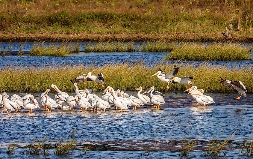 Nature coast aquatic preserve