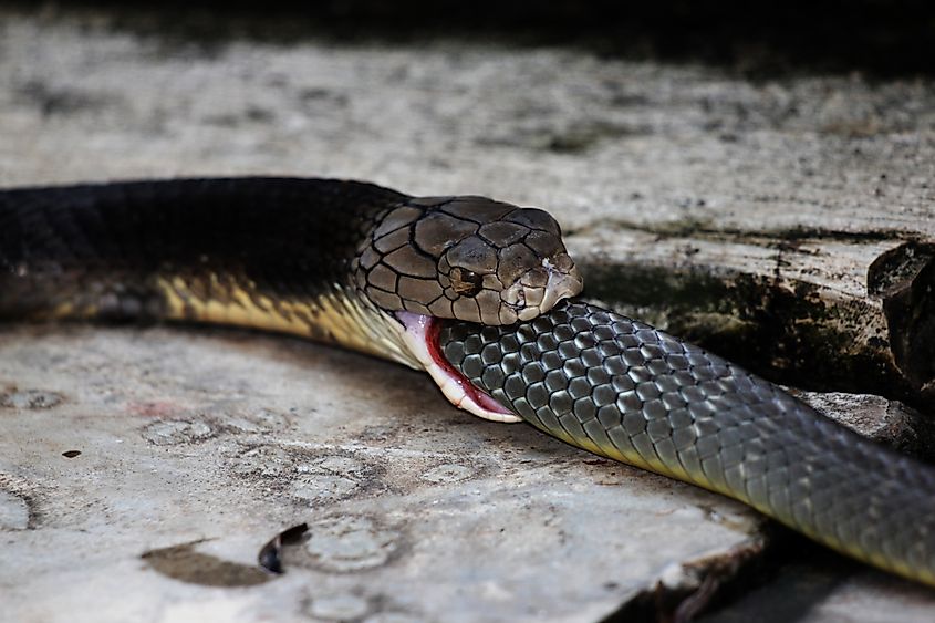 The king cobra devours small snakes. (Credit: Padodo via Shutterstock)