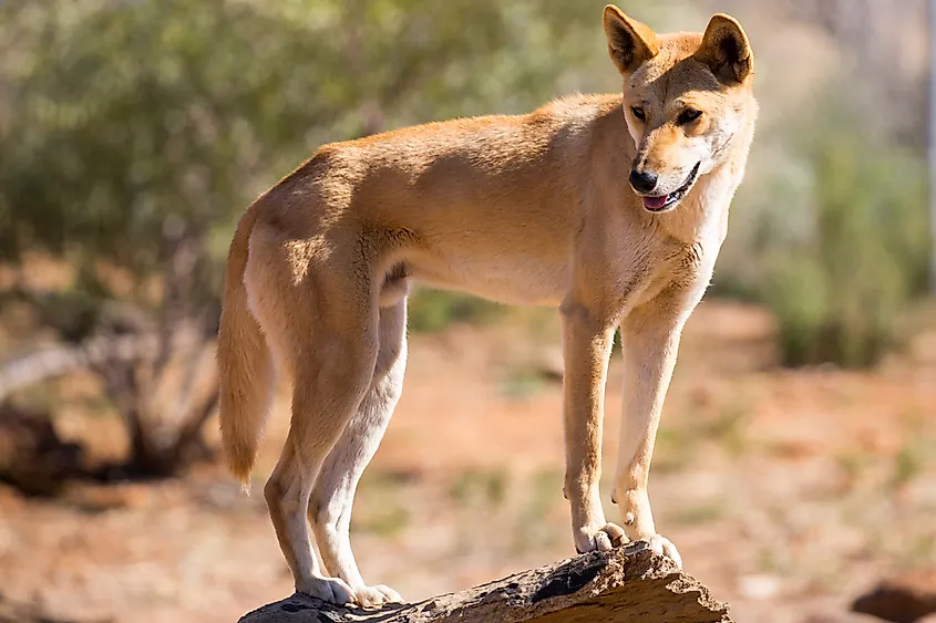 A dingo on red earth in the Australian Outback
