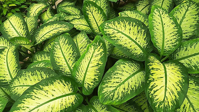 Dumb Cane plant