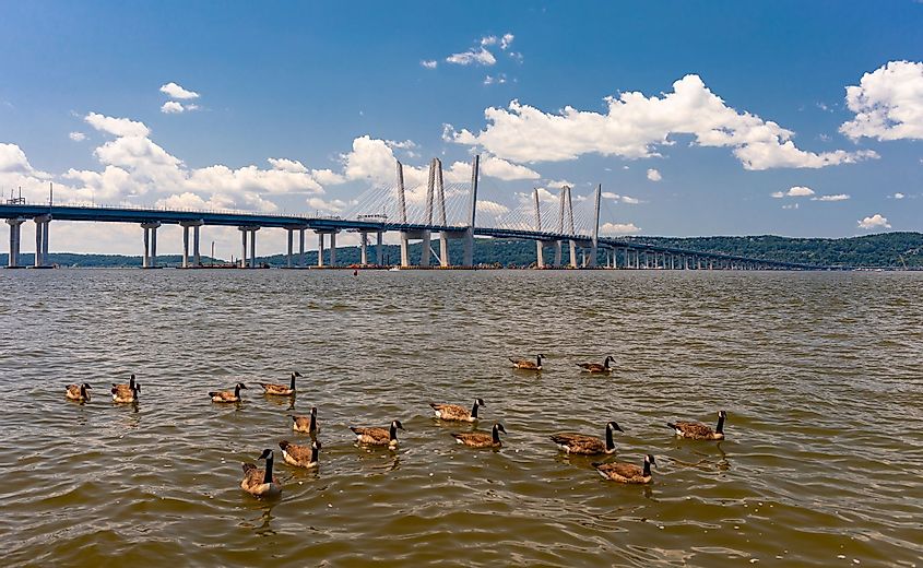 Canadian geese swimming in Hudson River near Tappan Zee Bridge