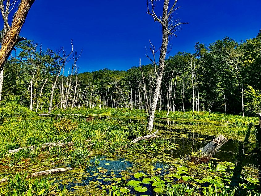 Mason Neck State Park Virginia