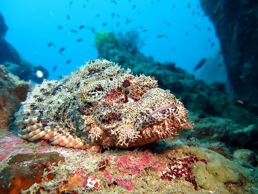 A colourful stonefish (Credit: DiveSpin.Com via Shutterstock)
