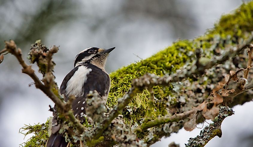 Female downy woodpecker on a moss and lichen covered Garry Oak branch, Vancouver Island, British Columbia.