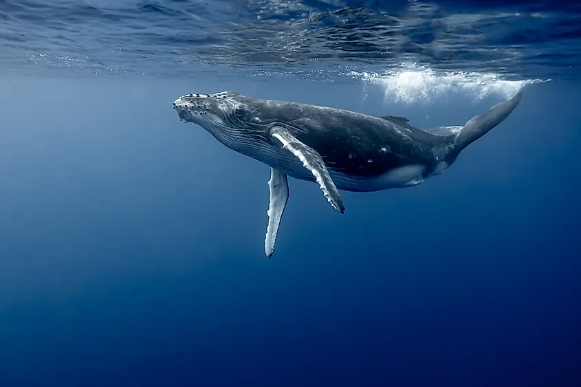 Humpback Whale Playing Underwater.