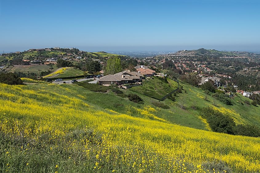 Wildflower hillside near the suburban Anaheim Hills community in Orange County California.