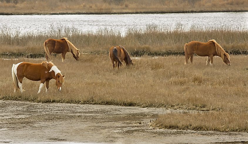 Wild ponies (horses) grazing on marsh vegetation in late winter at Assateague Island National Seashore on the Atlantic Ocean in Berlin, Maryland.