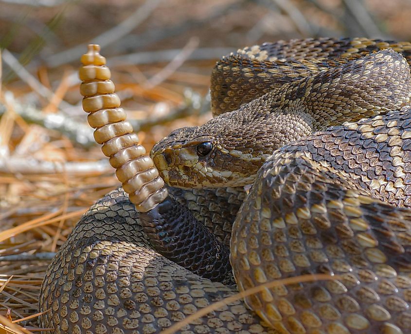 Close-up macro of the head of a large Eastern Diamondback rattlesnake (Crotalus adamanteus) with a perfect 12-button rattle.