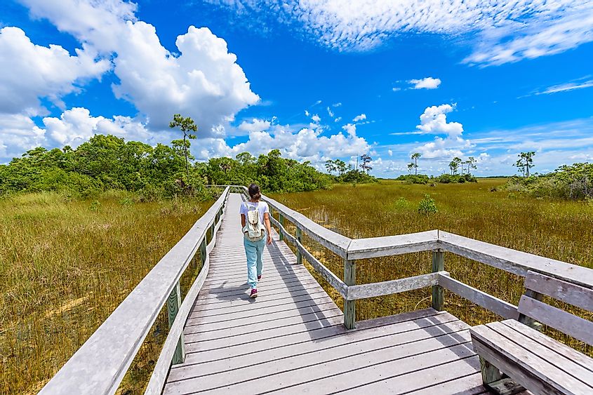 Mahogany Hammock Trail of the Everglades National Park.