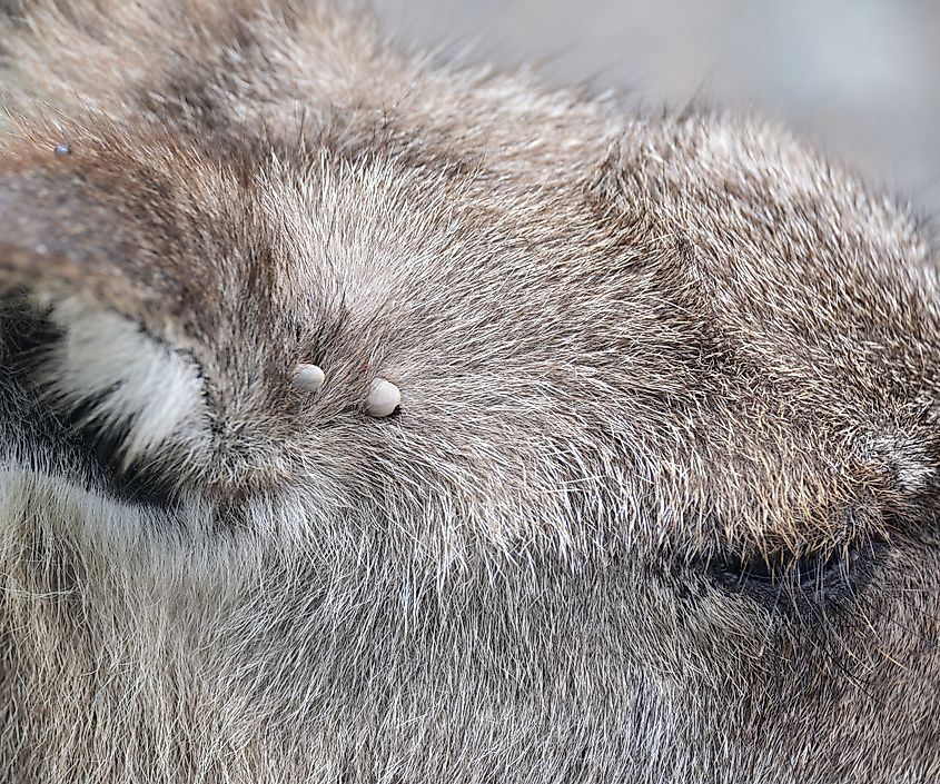 Kangaroo head showing two parasitic ticks on it. Via Shutterstock / Douglass Cliff